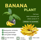 Truly Tiny Banana Plant Live, 4-6" Tall Well-Rooted for Indoor Tropical Displays, Cold Hardy Banana Fruit Tree