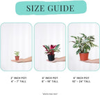 CoollectivePlants Calathea Stella - Live Calathea Plant in 6″ Growers Pot, Easy Indoor House Plants, Pet Friendly Plants Indoor, Low Maintenance Houseplant