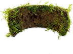 SubstrateSource Live Planted Decor - Christmas Moss (Vesicularia montagnei) on Coconut Shell Bridge - Low Light, Green Freshwater Aquatic Plant, Foreground Aquarium Placement for Aquascaping - 1 Pack
