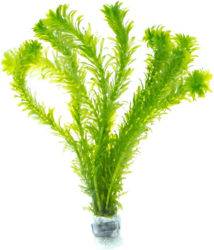 SubstrateSource Live Plant - Anacharis (Egeria densa) - Easy Care, Low to Medium Light, Bright Green Accent, Freshwater Aquatic Plant for Aquascaping - Lead Bunch