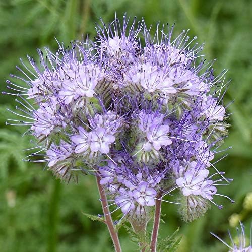 Outsidepride Lacy Phacelia Seeds for Planting - 1 Lb. Annual, Drought-Tolerant Wildflower Seeds with Light Violet Flowers, Ideal for Pollinator Gardens, Erosion Control, & Attracts Bees & Butterflies