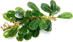 SubstrateSource Bucephalandra Purple Blue Live Aquarium Plant - Natural Freshwater Fish Tank Decorations, Aquatic Decor (Plant (6-10 Leaves))
