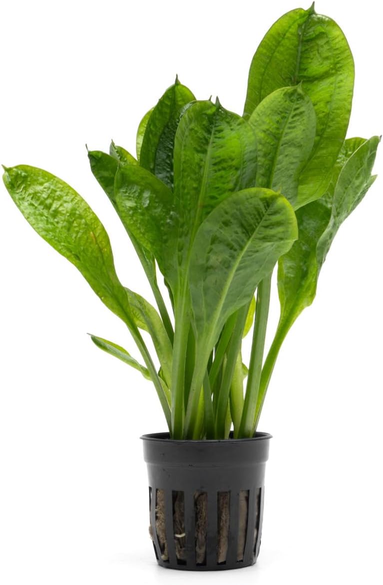 SubstrateSource Echinodorus Parviflorus Rosette Sword Live Plant for Freshwater Aquariums, Natural Fish Tank Decorations, and Aquatic Decor (1 Pot (2-3 Plants))