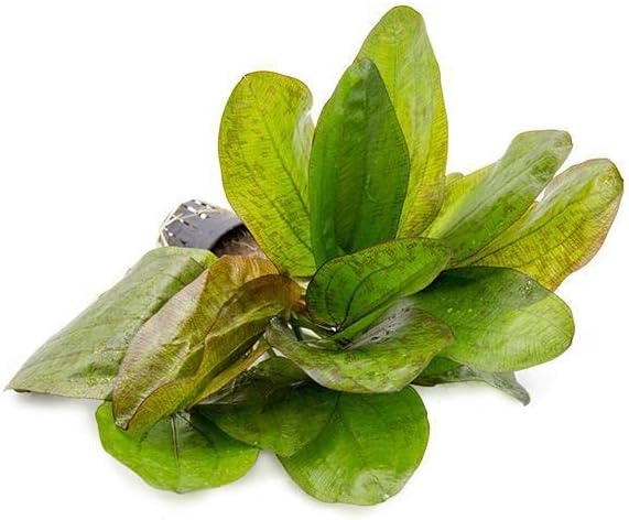 SubstrateSource Echinodorus Fancy Twist Sword Live Plant for Freshwater Aquariums, Natural Fish Tank Decorations, and Aquatic Decor (1 Pot (2-3 Plants))