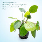 SubstrateSource Live Plants - Echinodorus ‘Horizontalis Variegated’ - Moderate to High Light, Green Variegated Accent, Midground to Background, Freshwater Aquatic Plant - Pot