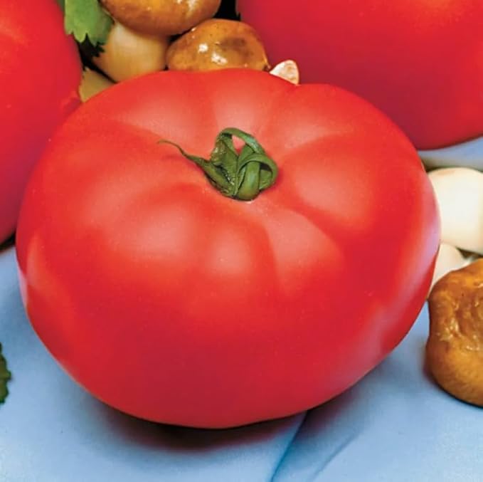 Park Seed Variety of Tomato Seeds, Planting Vegetables, Easy to Grow, Non-GMO, Perfect for Harvesting, Beefmaster Hybrid, Pack of 1000
