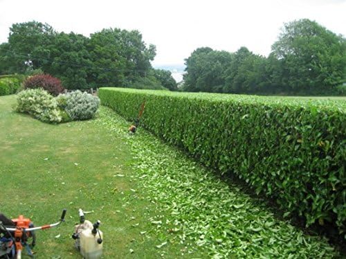 Sweet Viburnum | 3 Large 4 Inch Pots | Viburnum Odorotissimum | Live Plants | Fast Growing Privacy Hedge, Shrub, Privacy Screen