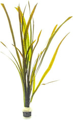 SubstrateSource Live Plant - Tall Grass, Vallisneria Spiralis - Easy Care, Low to Medium Light, Green with Spotted Bands, Background, Freshwater Aquatic Plant for Aquascaping - Lead Bunch, 4 Pack