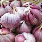8 Garlic for Planting in Fall Hardneck, Purple Stripe Garlic Bulbs for Planting, Fresh and High Yield Bulb Variety Pack, Hardy and Fast Growing