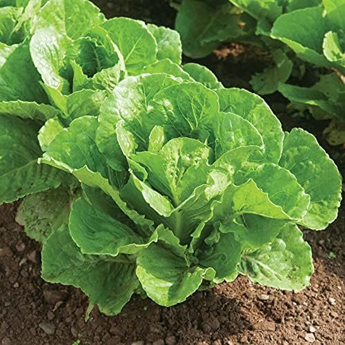 Greens Seeds Collection, 2500+ Seeds, 9 Heirloom Varieties, Arugula, Beet, Upland Cress, Vates Collard, Red Russian Kale, Crisphead Lettuce, Parris Island Lettuce, Tatsoi Mustard, Viroflay Spinach