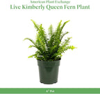 American Plant Exchange Kimberly Queen Fern – 6-Inch Pot – Live Hardy Upright Fern Houseplant, Easy Care Greenery for Home, Office, Garden, or Patio Decor