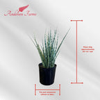 Sansevieria Fernwood Live Indoor/Outdoor Plant in Grower Pot 10"