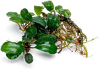 SubstrateSource Bucephalandra Purple Adonis Live Aquarium Plant - Natural Freshwater Fish Tank Decorations, Aquatic Décor - Plant (6-10 Leaves)