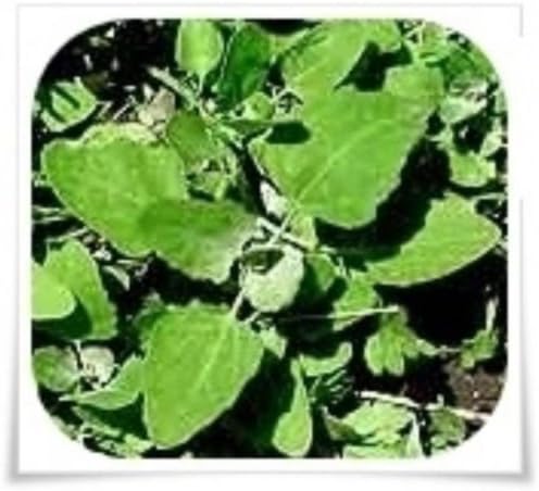 KVITER 1000 Lambs Quarter Seeds (Chenopodium Album) Goosefoot - Heirloom, Edible Weeds - Ideal for Organic Herb Gardens, Medicinal Planting & Non GMO Seeds