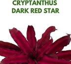 BubbleBlooms Cryptanthus Bivittatus in a 2 inch Pot Earth Star Bromeliad, Tiny Mini Pixie Plant, Dark Red