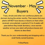 Autumn Blaze Maple Tree - 1 Gallon, Established Roots Potted - Acer x Freemanii, Fast Growing Tree, Fall Colors