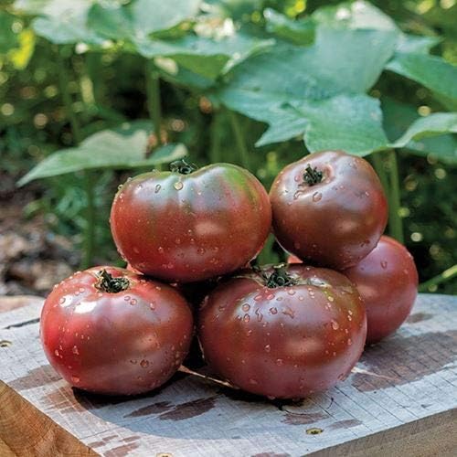 Park Seed Variety of Tomato Seeds, Planting Vegetables, Easy to Grow, Non-GMO, Perfect for Harvesting, Hybrid Purple Boy, Pack of 10