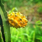 Dragon Fruit Yellow Dragon (4 Pack) | Real Live Fruit Plants for Sale | Rare Exotic Variety | Sweet Edible Fruit | Easy to Grow Live Plants for Organic Gardens