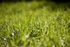 Pennington Signature Series Tall Fescue Blend Blue Tag 50 lb Grass Seed Partial Sun