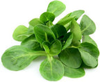 Mache Lettuce - Delicious Verte de Cambrai - 3000 Seeds of Small Leaf Variety and Best for Overwintering in The Cold Northeast. Corn Salad.