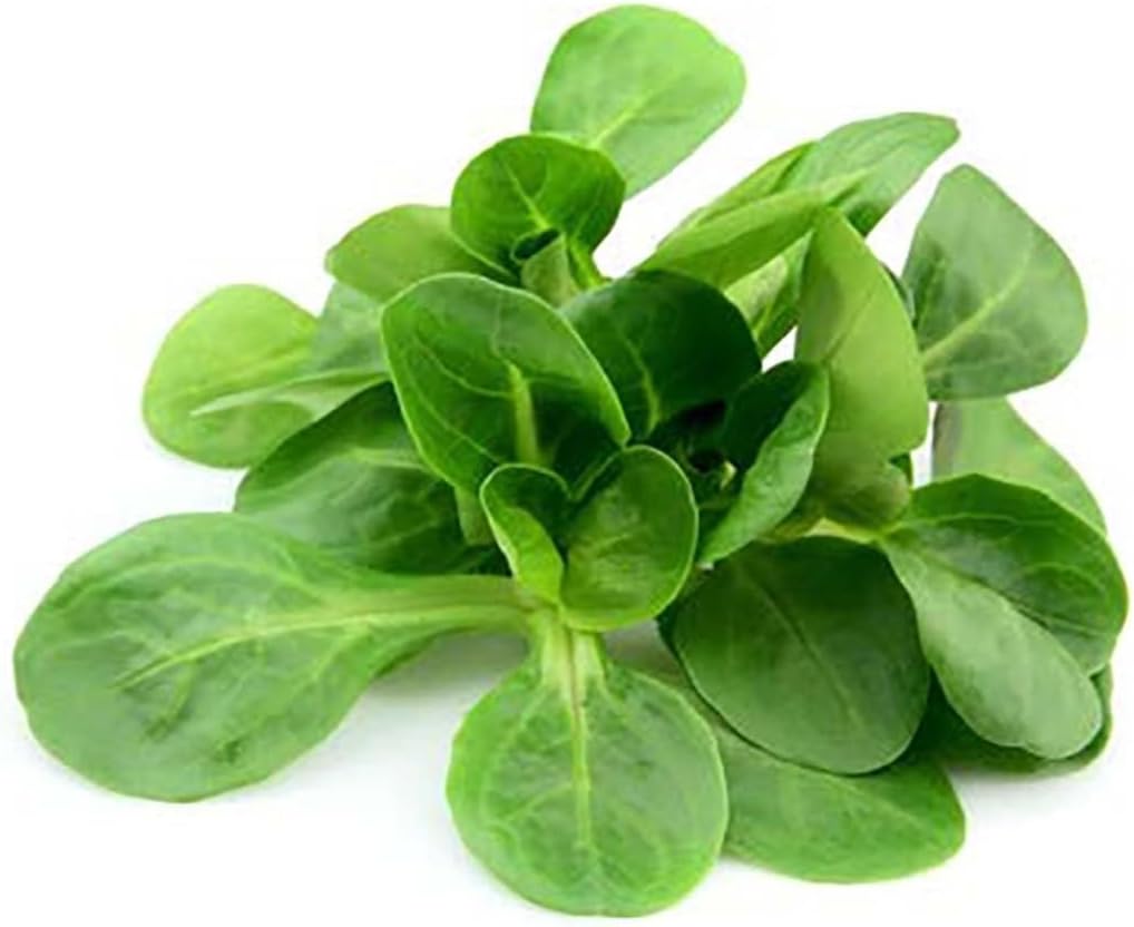 Mache - Large Leaves Variety and Best for Overwintering in The Cold Northeast - Corn Salad - 300 Seeds