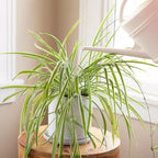 Healthy Spider Plant - Easy Care, Air-Purifying Houseplant (2 Spider Cups)