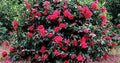 Southern Living October Magic Ruby Camellia, Pink Flowering Shrub, 5 ft Mature Height, USDA Zones 7-9