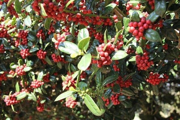 Burfordi Holly | 1 Extra Large 3 Gallon Plant | Ilex Cornuta | Fast Growing Evergreen Shrubs, Privacy Hedge Plants, Dark Green Foliage, Low Maintenance Landscaping, Ideal for Hedges and Borders