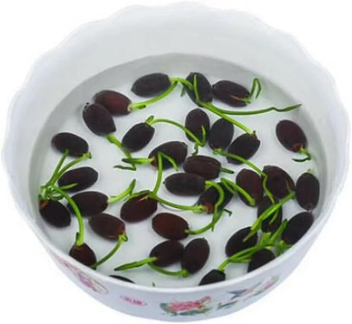 10pcs Pre-Sprouted Mixed Color Bonsai Bowl Lotus - Ideal Indoor and Outdoor Aquatic Plants, Ready to Thrive
