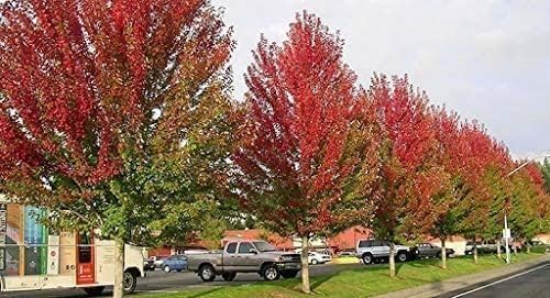 Red Maple Tree | 20 Live Trees | Acer rubrum | Native American Beauty Fast-Growing Shade Tree | Fall Foliage Wildlife-Friendly Habitat