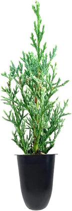 Florida Foliage Italian Cypress Tree | 10 Live Seedlings Cupressus Sempervirens Formal Elegant Mediterranean Style Plants, Green