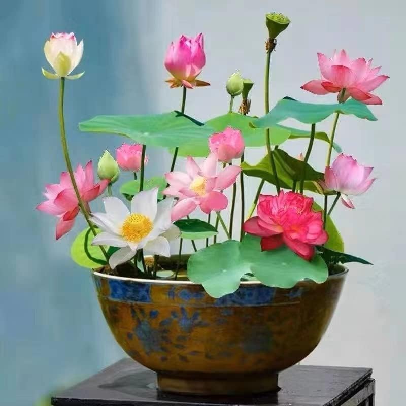 10pcs Pre-Sprouted Mixed Color Bonsai Bowl Lotus - Ideal Indoor and Outdoor Aquatic Plants, Ready to Thrive