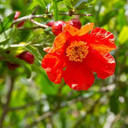 Live Pomegranate 'Wonderful' Plants (Punica Granatum 'Wonderful') - Fruit-Bearing, Drought-Tolerant, Easy to Grow (2 stevia Cups)
