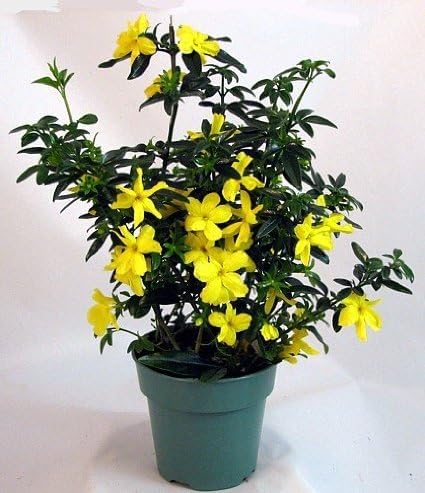 Primrose Jasmine (Jasminum Mesnyi) Live Plant - Fragrant Yellow Blooms. Japanese, Chinese, Asian. Indoor, Outdoor Shrub (4 prim jas Cups)