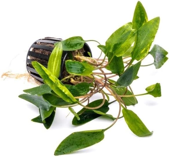 SubstrateSource Cryptocoryne Live Aquarium Plants - Freshwater Plant for Aquariums, Planted Fish Tanks - Beginner Friendly (Affinis Red, 1 Pot (3-5 Plants))