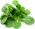 Mache - Large Leaves Variety and Best for Overwintering in The Cold Northeast - Corn Salad - 300 Seeds