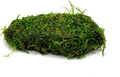 SubstrateSource Live Planted Decor - Christmas Moss (Vesicularia montagnei) on Lava Stone - Low Light, Green Accent Freshwater Aquatic Plant, Foreground Aquarium Placement for Aquascaping - 1 Pack