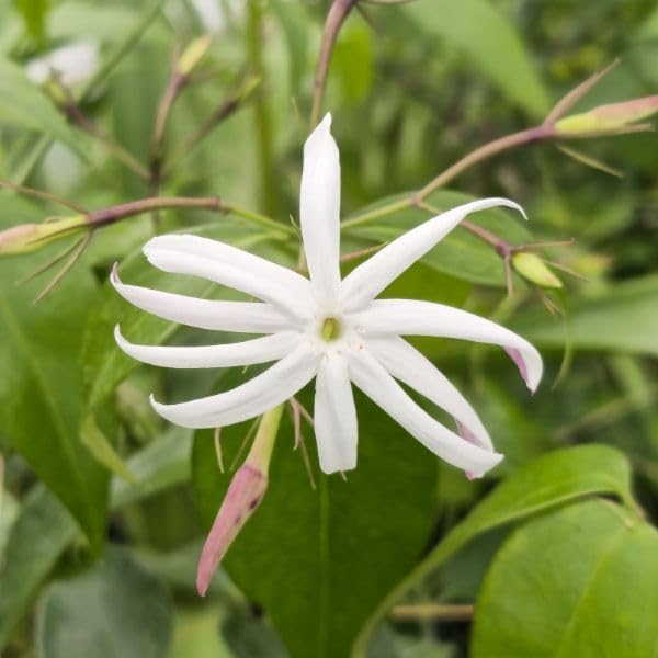 Live Angel Wing Jasmine (Jasminum Nitidum) Plants - Fragrant, White Blooming Evergreen Shrub for Any Garden (4 jas Angel Cups)