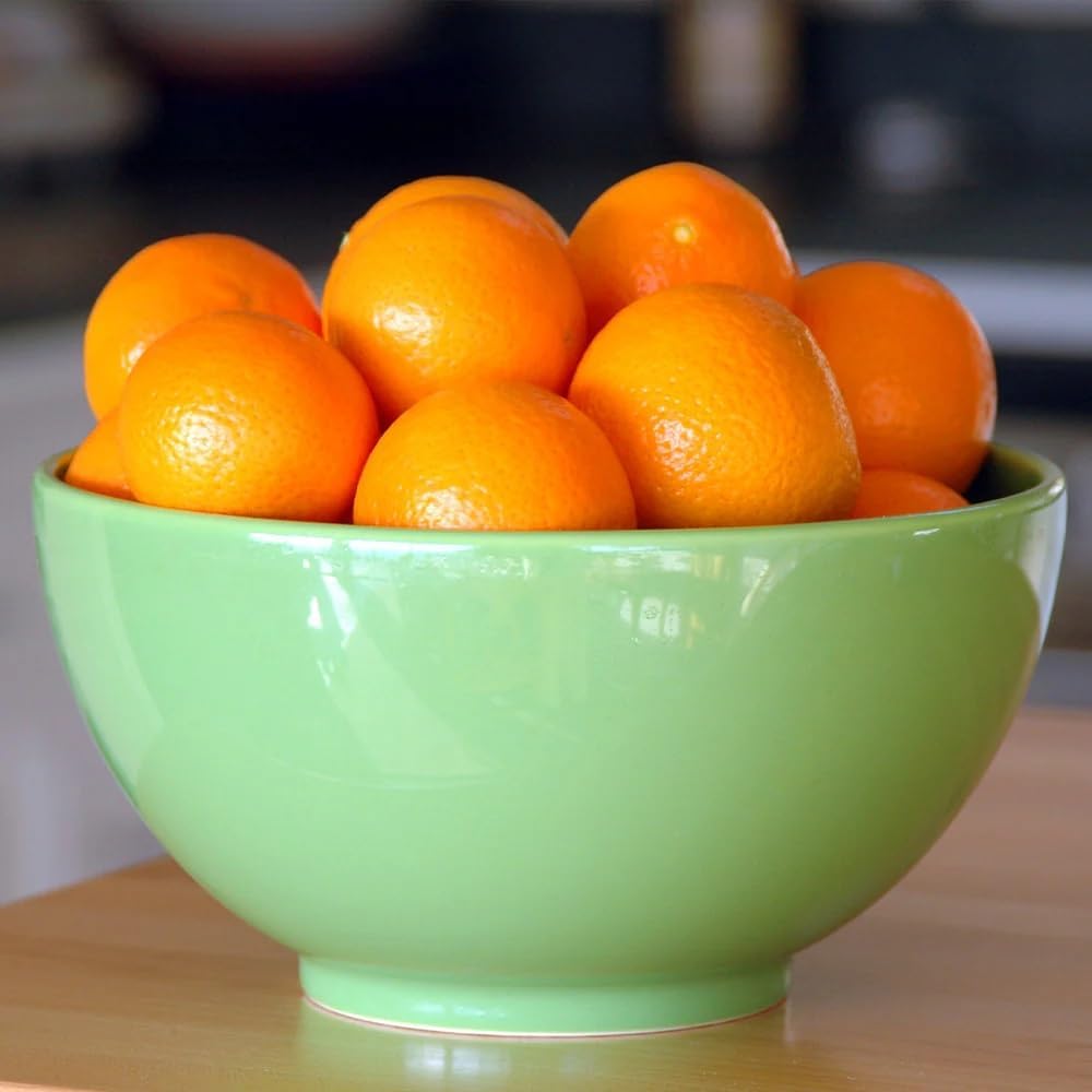 Brighter Blooms - Calamondin Tree, 1-2 Feet - Live Plant - No Shipping to AL, AZ, FL, GA, LA, OR, TX
