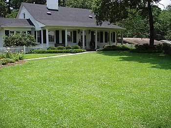 TifBlair Centipede Grass Seed (1 Lb.) Direct from The Farm