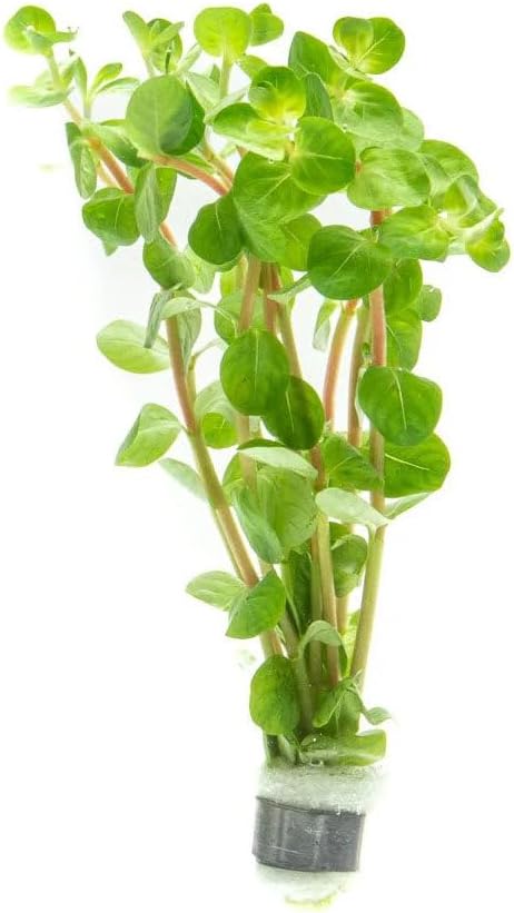 SubstrateSource Live Plant - Rotala Fujian - Moderate Care, High Light, Orange-Pink Accent, Freshwater Aquatic Plant for Aquascaping - Lead Bunch