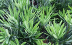 Dwarf Podocarpus Macrophyllus Pringles - 10 Live Plants - Dense Evergreen Low Hedge or Bonsai