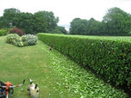 Viburnum Suspensum - 30 Live Plants - Evergreen Privacy Hedge
