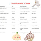 1 Pound Garlic for Planting in Fall Hardneck, 8-10 Chesnok Red Garlic Bulbs for Planting, Fresh and High Yield Bulb Variety Pack, Hardy and Fast Growing