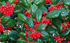 Burfordi Holly | 3 Extra Large 3 Gallon Plants | Ilex Cornuta | Fast Growing Evergreen Shrubs, Privacy Hedge Plants, Dark Green Foliage, Low Maintenance Landscaping, Ideal for Hedges and Borders