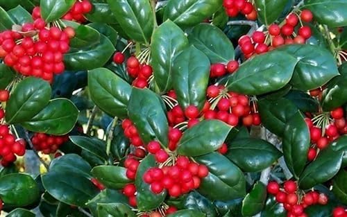Burfordi Holly | 2 Extra Large 3 Gallon Plants | Ilex Cornuta | Fast Growing Evergreen Shrubs, Privacy Hedge Plants, Dark Green Foliage, Low Maintenance Landscaping, Ideal for Hedges and Borders