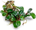 SubstrateSource Bucephalandra Purple Adonis Live Aquarium Plant - Natural Freshwater Fish Tank Decorations, Aquatic Décor - Small Clump (3-5 Plants)