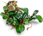 SubstrateSource Bucephalandra Purple Adonis Live Aquarium Plant - Natural Freshwater Fish Tank Decorations, Aquatic Décor - Small Clump (3-5 Plants)