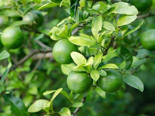 Persian Lime Housewarming Gift Tree by The Magnolia Company - Easy Care, Dwarf Fruit Tree with Juicy & Delicious Limes, Outdoor Live Citrus Tree Can't Ship to CA, AL, AZ, LA, TX