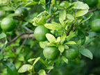 Mother's Day Live Persian Lime Tree Gift, Lasting Mother's Day Gift, Lime Tree, Easy to Grow, Indoor/Outdoor, Home Gardeners, by The Magnolia Company, Can't Ship to CA, AL, AZ, LA, TX